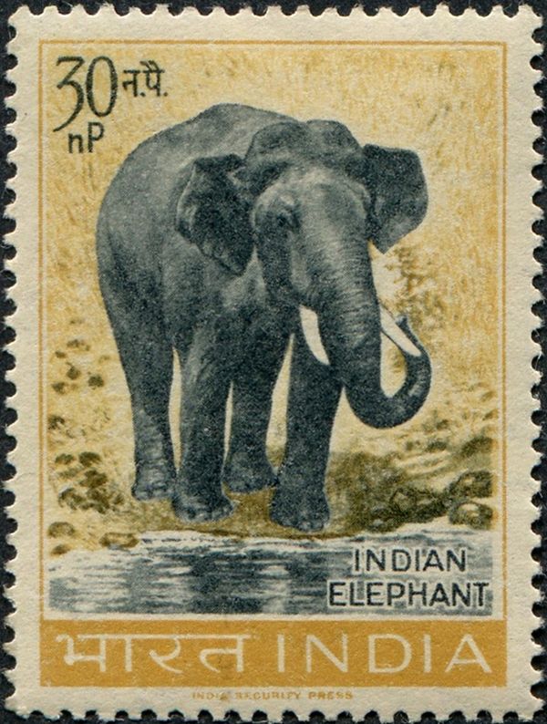 Indian Elephant (Elephas maximus)