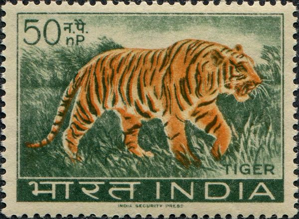 Tiger (Panthera tigris)