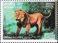 Indian Lion (Panthera leo persica)