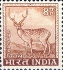 Chital (Axis axis)