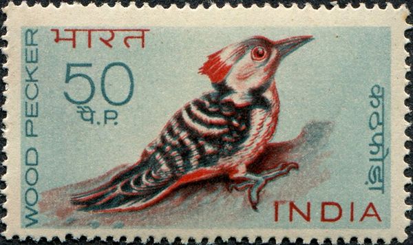 Brown-fronted Woodpecker (Dendrocoptes auriceps)