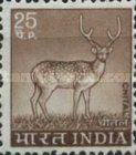 Chital (Axis axis)