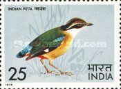 Indian Pitta (Pitta brachyura)
