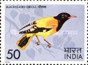 Asian Black-hooded Oriole (Oriolus xanthornus)