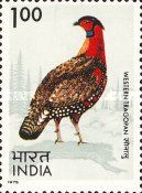 Western Tragopan (Tragopan melanocephalus)
