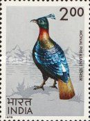 Himalayan Monal Pheasant (Lophophorus impejanus)