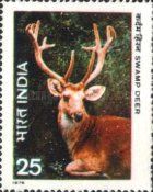 Swamp Deer (Rucervus duvaucelii)