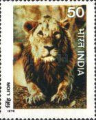 Asiatic Lion (Panthera leo persica)