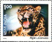 Leopard (Panthera pardus)