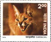 Caracal (Caracal caracal)