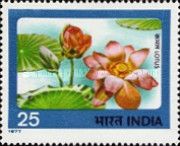 Lotus