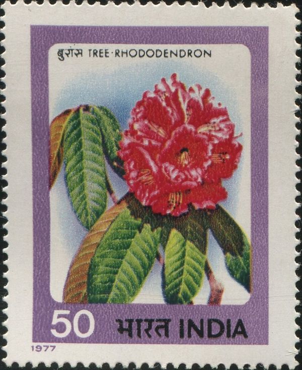 Rhododendron