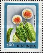 Kadamba