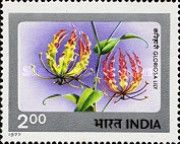 Gloriosa Lily