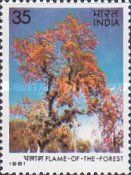 Flame of the Forest (Butea monosperma)