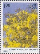 Golden Shower (Cassia fistula)