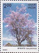 Bauhinia