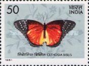 Red Lacewing (Cethosia biblis)