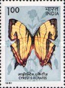 Map Butterfly (Cyrestis achates)