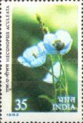 Blue Poppy (Meconopsis aculeata)