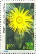 Showy Inula (Inula grandiflora)