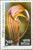 Cobra Lily (Arisaema wallachianum)
