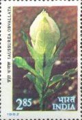 Brahma Kamal (Saussurea orvallata)