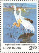 International Crane Workshop, Bharatpur