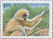 Golden Langur (Trachypithecus geei)