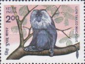 Lion-tailed Macaque (Macaca silenus)