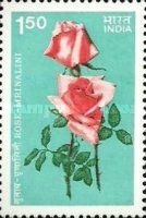 "Mrinalini" Rose