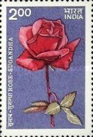 "Sugandha" Rose