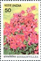 Bougainvillea "Mahara"