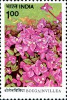 Bougainvillea "H. B. Singh"