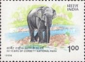 Indian (Asian) Elephant (Elephas maximus)