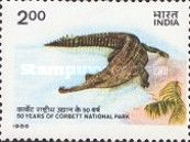 Gharial (Gavialis gangeticus) 