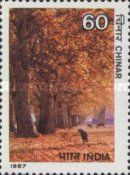 Chinar