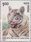 White Tiger (Pantera tigris)