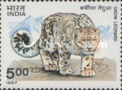 Snow Leopard (Panthera uncia)