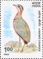 Jerdon's Courser (Rhinoptilus bitorquatus)