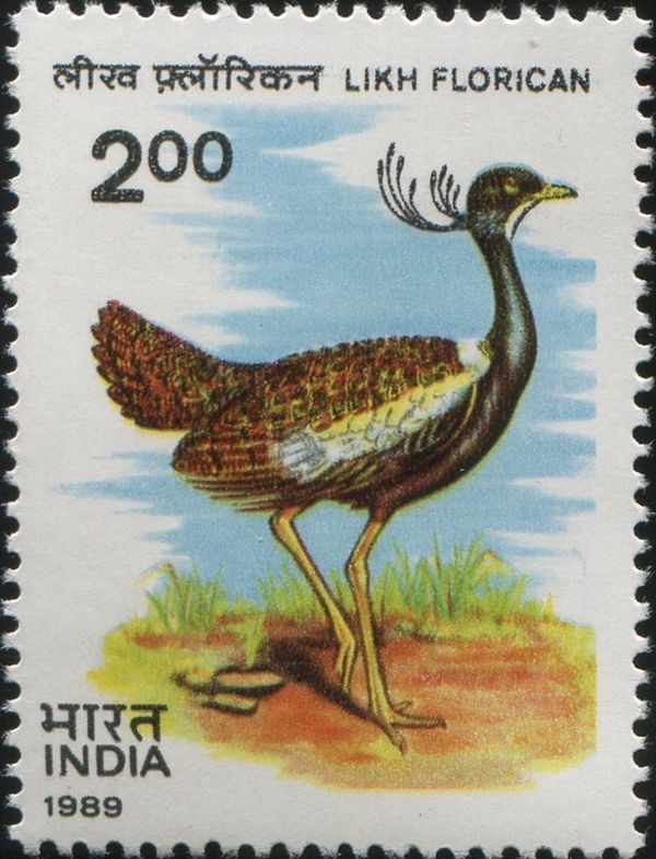 Wildlife Conservation. Likh Florican (Sypheotides indicus)