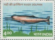 Ganges River Dolphin (Platanista gangetica)