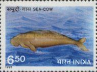 Sea Cow (Dugong dugon)
