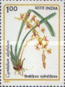 Cymbidium aloifolium