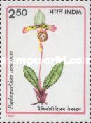 Paphiopedilum venustum