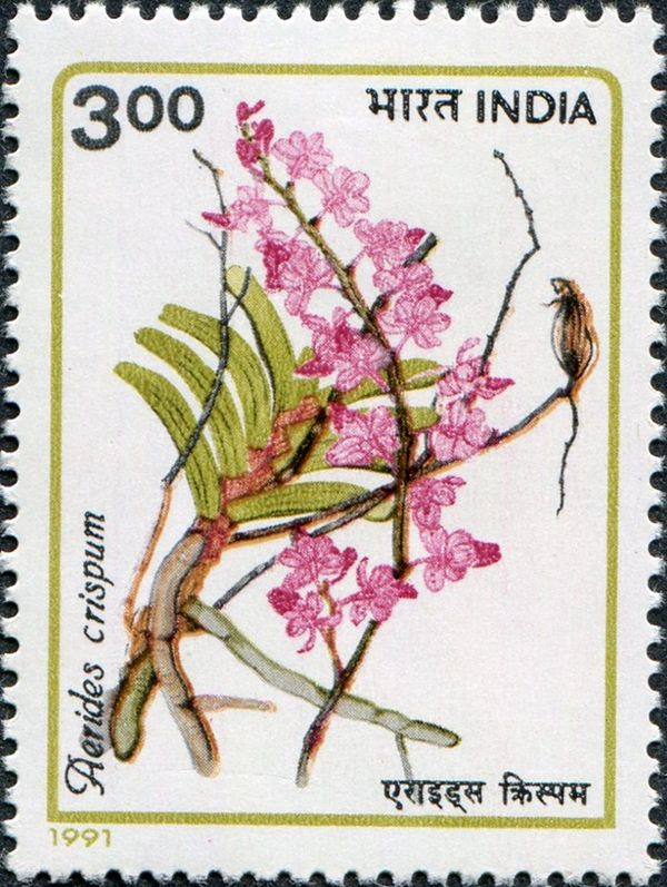 Aerides crispum