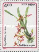 Cymbidium bicolour