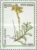 Vanda spathulata
