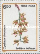 Cymbidium devonianum