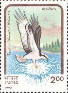 Osprey (Pandion haliaëtus haliaëtus)